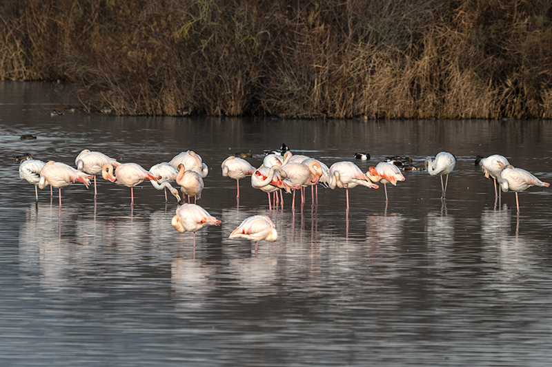 Flamenc ( Phoenicopterus ruber)