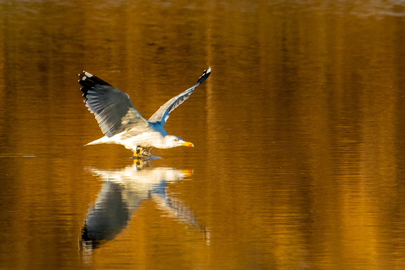 Gavià argentat ( Larus michahellis )