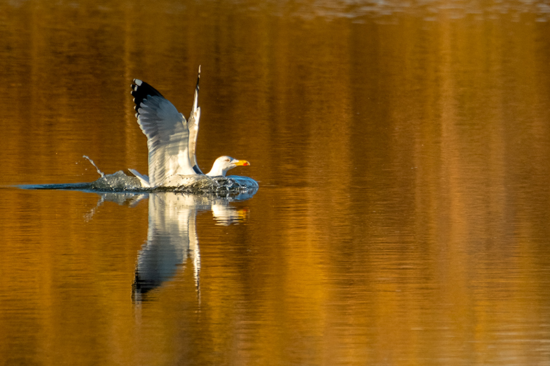 Gavià argentat ( Larus michahellis )