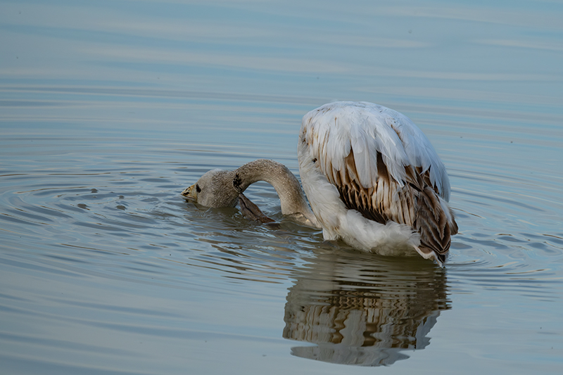 Flamenc ( Phoenicopterus ruber)