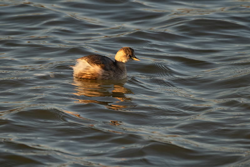 Cabusset ( Tachybaptus ruficollis )