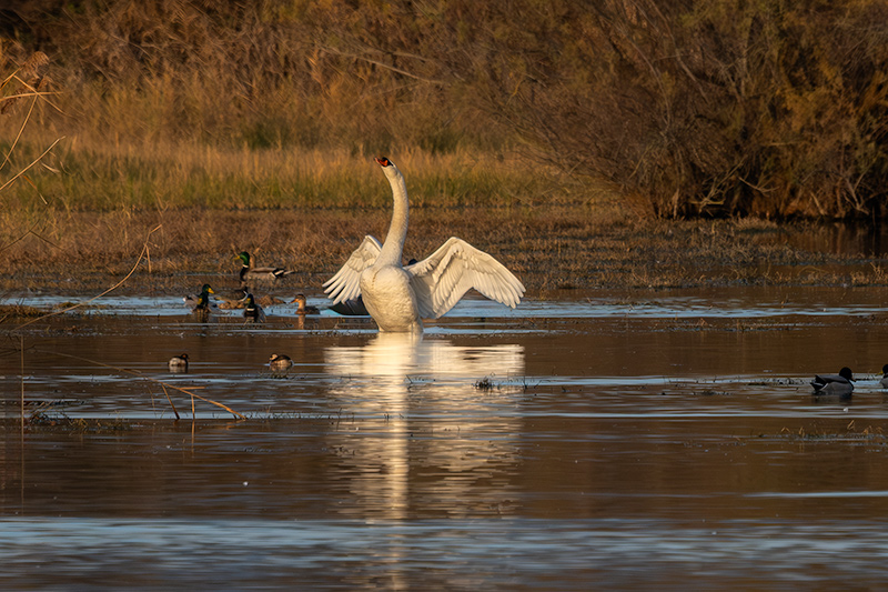 Cigne mut ( Cygnus olor )
