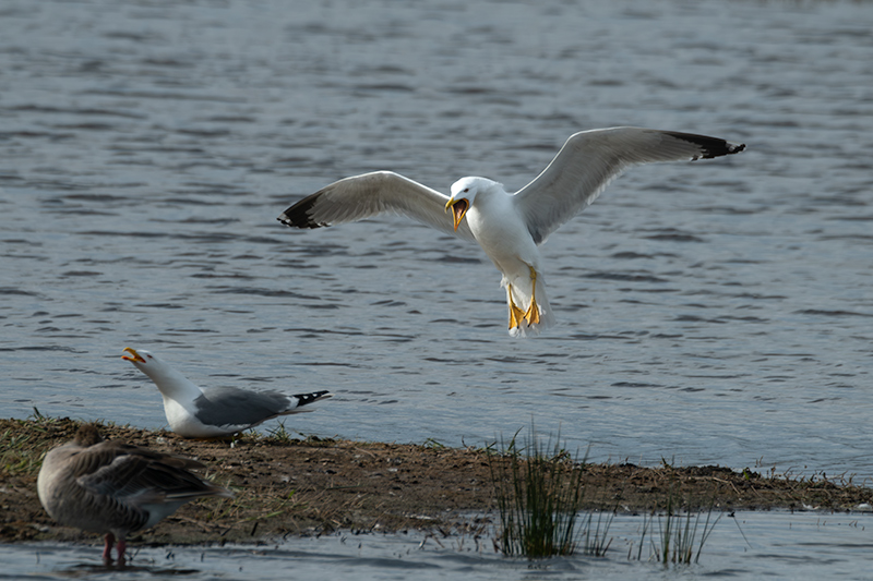 Gavià argentat ( Larus michahellis )