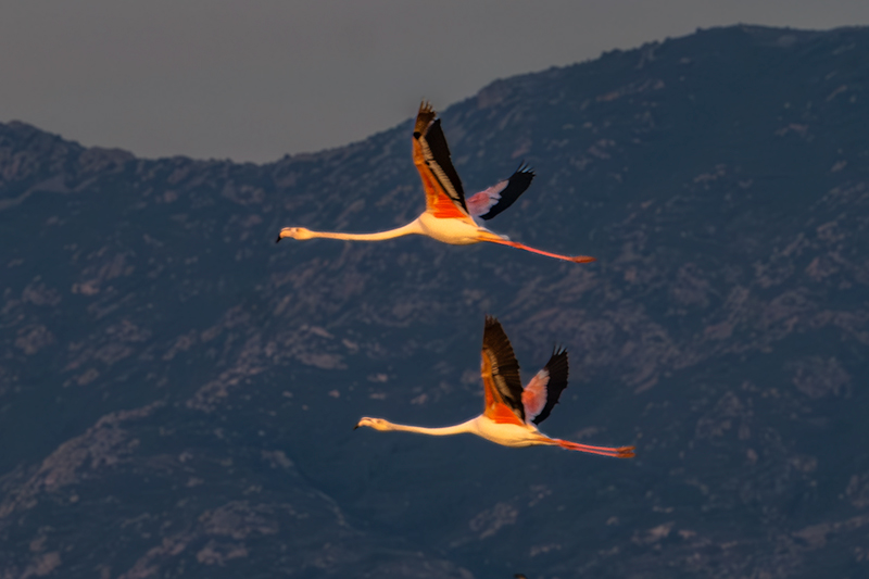 Flamenc ( Phoenicopterus ruber)