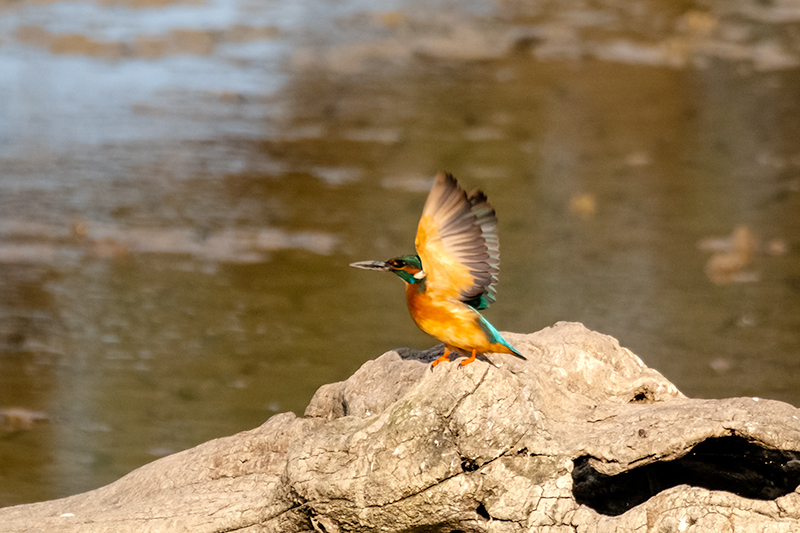 Blauet. Alcedo atthis