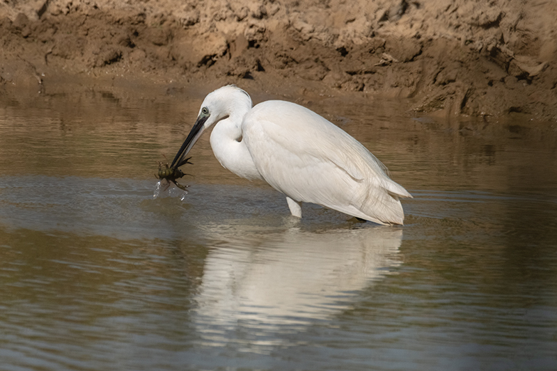 Martinet blanc ( Egretta garzetta )