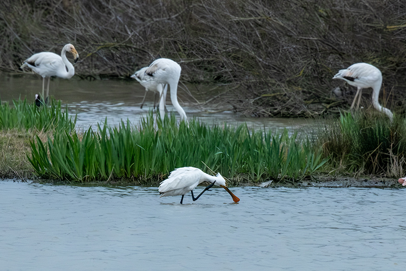 Bec Planer (Platalea leucorodia)