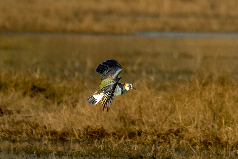 Fredeluga (Vanellus vanellus)