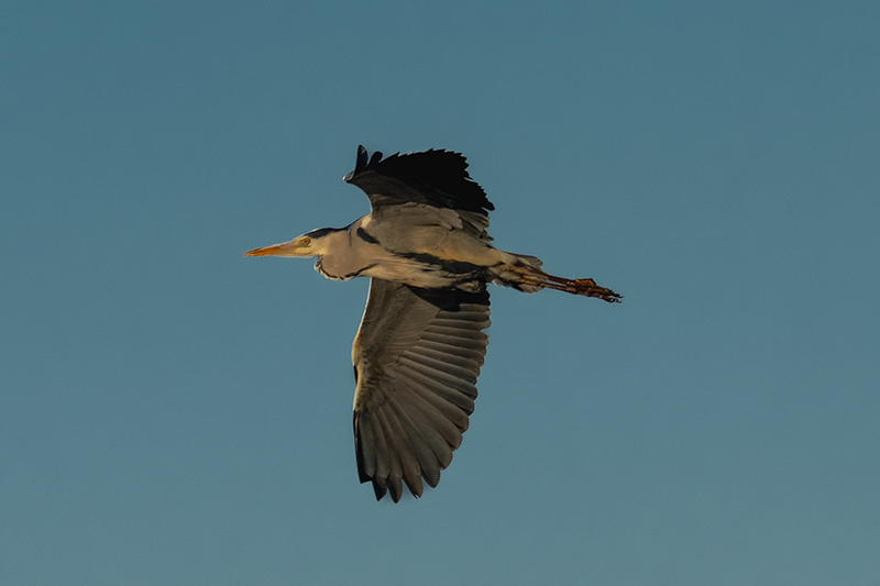 Bernat pescaire ( Ardea cinerea )