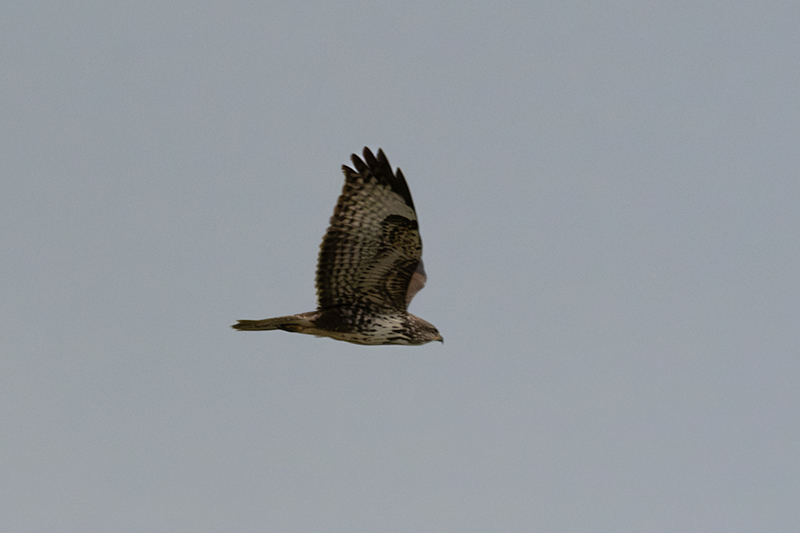 Aligot comú ( Buteo buteo )