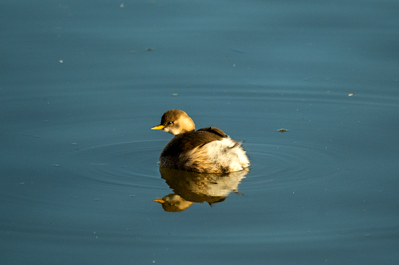 Cabusset ( Tachybaptus ruficollis )