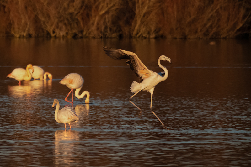 Flamenc ( Phoenicopterus ruber )