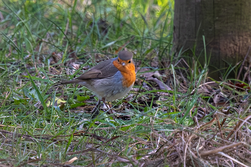 Pit roig (Erithacus rubecola)