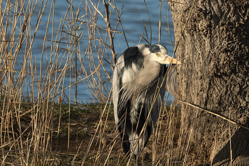 Bernat pescaire ( Ardea cinerea )