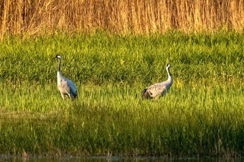 Grues ( Grus grus )