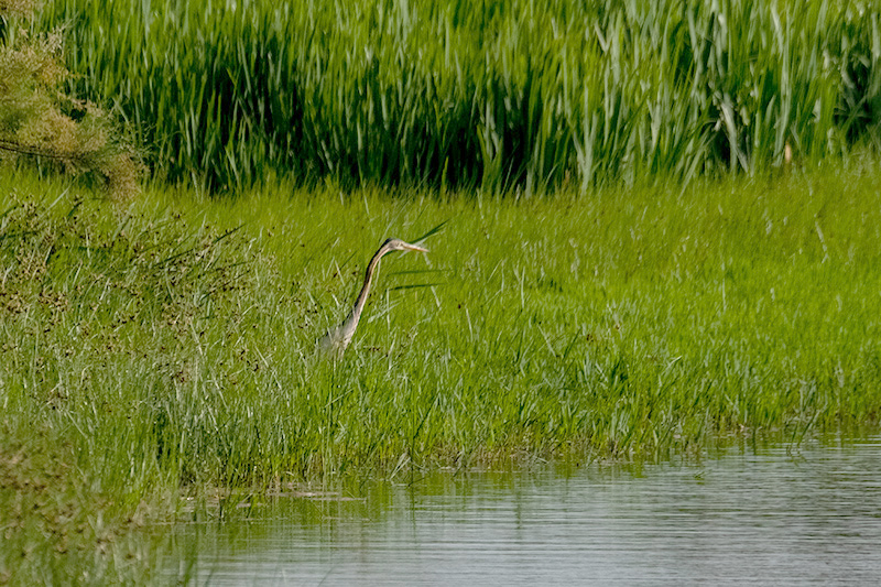 Agró roig ( Ardea purpurea )