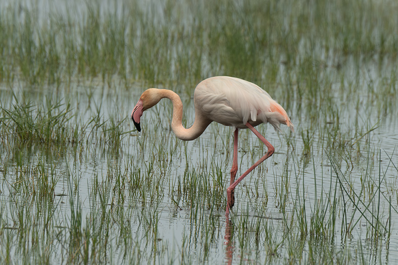 Flamenc ( Phoenicopterus ruber)