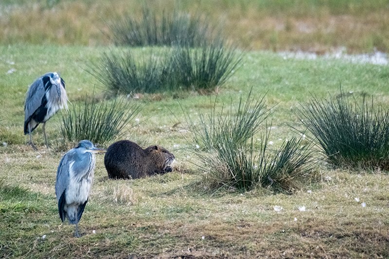 Coipú. ( Myocastor coypus ) Bernat pescaire ( Ardea cinerea )