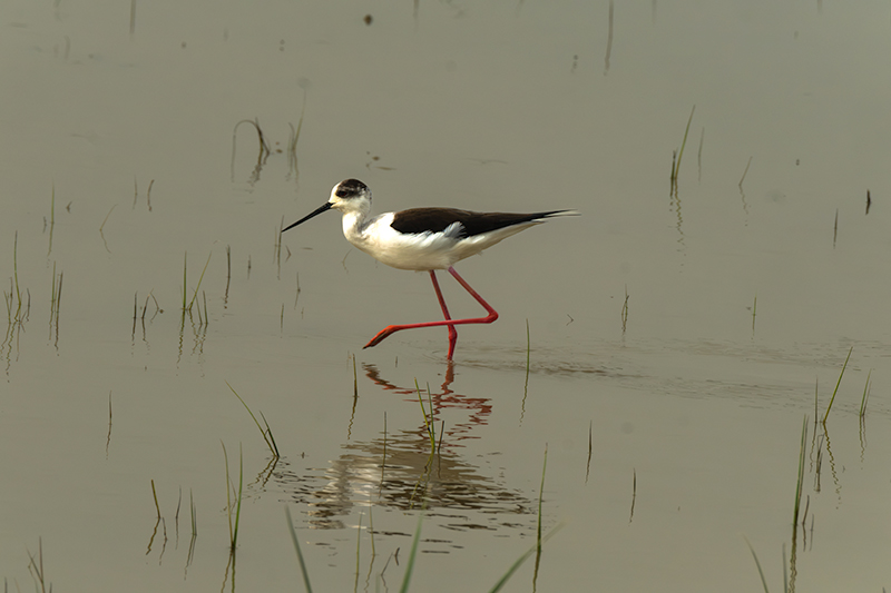 Cames llargues (Himantopus himantopus)