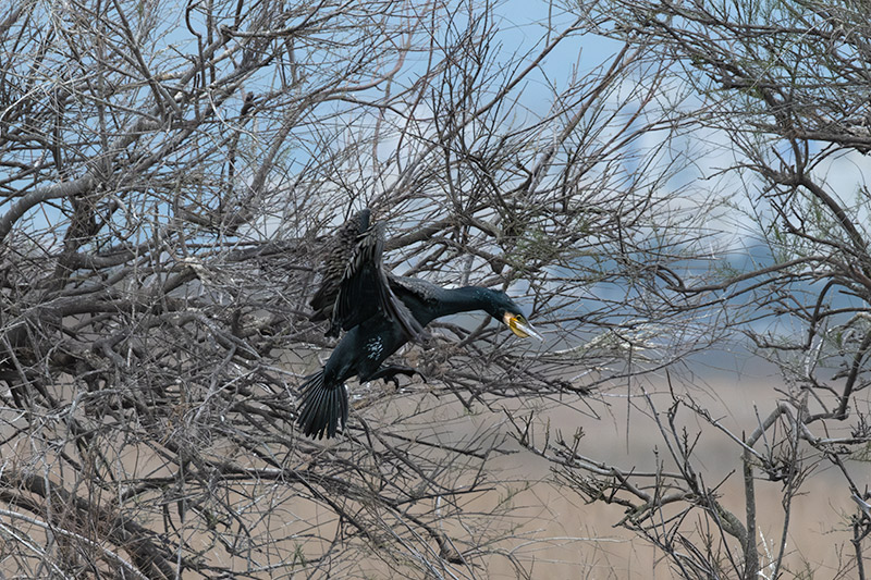 Corb marí ( Phalacrocorax carbon )
