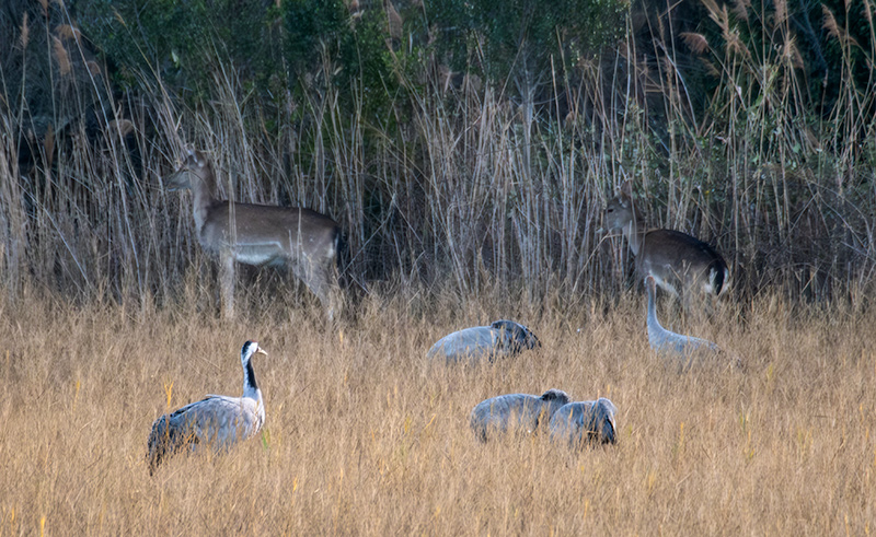 Daines. ( Dama dama ) Grues ( Grus grus )