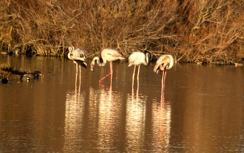 Flamencs ( Phoenicopterus ruber)