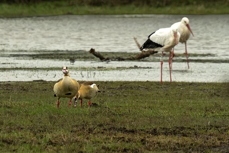 Oca egípcia (Alopochen aegyptiacus)