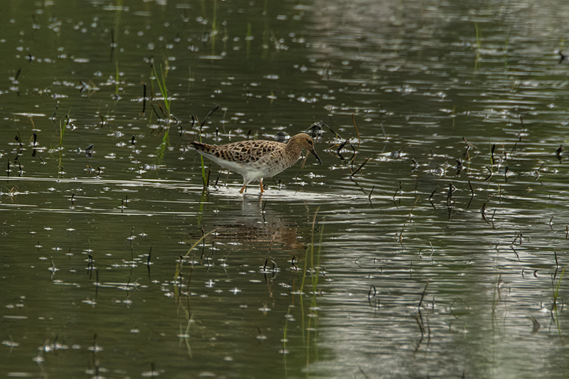 Batallaire (Philomachus pugnax)