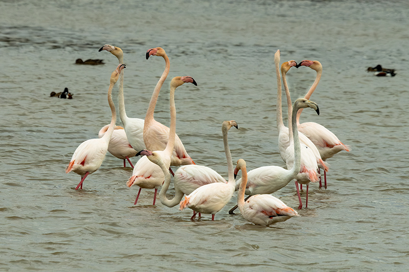 Flamenc ( Phoenicopterus ruber)