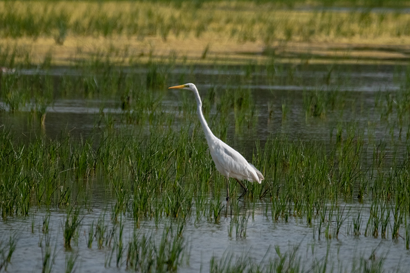 Agró blanc ( Ardea alba )