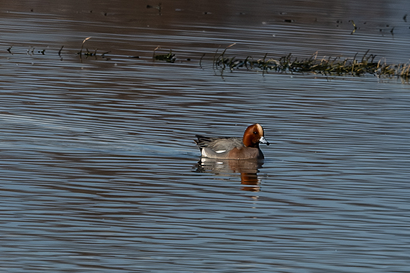 Ànec xiulador ( Anas penelope )