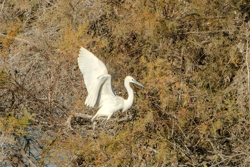 Martinet blanc (Egretta garzetta)