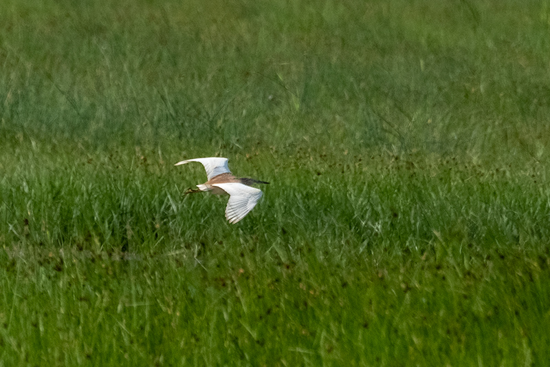 Martinet ros ( Ardeola ralloides )