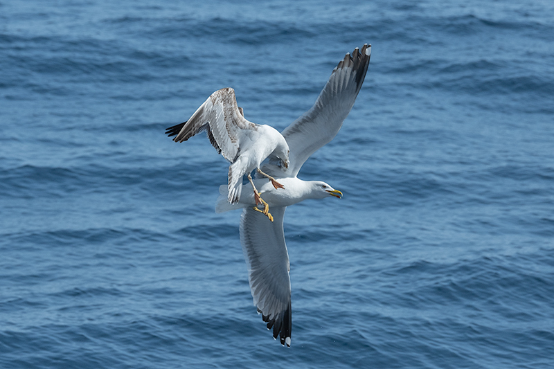 Gavià argentat ( Larus michahellis )