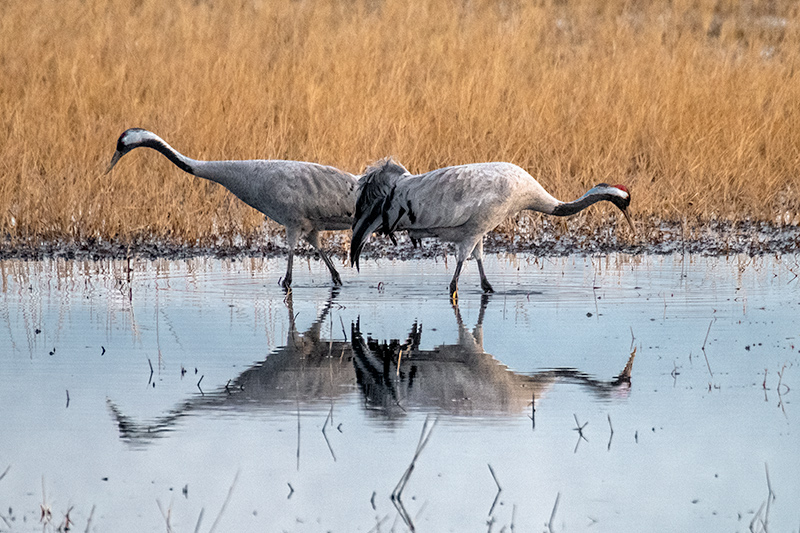 Grues (Grus grus)