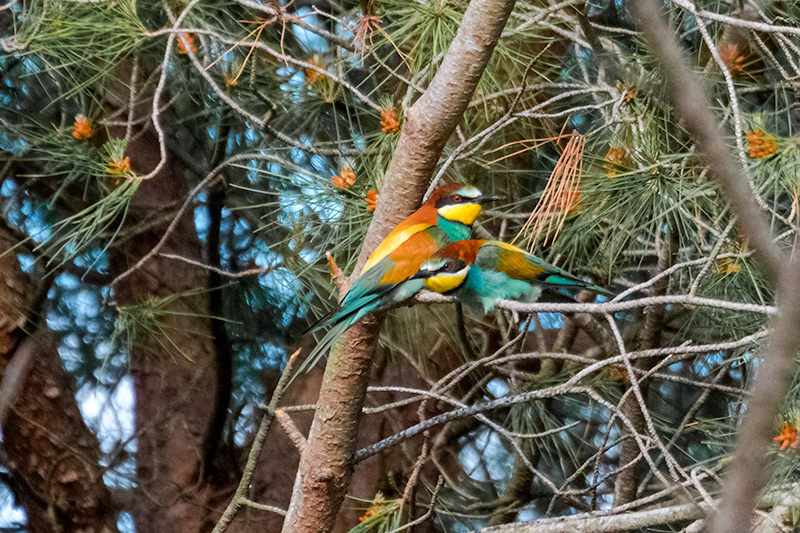 Abellerol ( Merops apiaster )