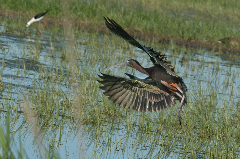 Capó reial ( Plegadis falcinellus )