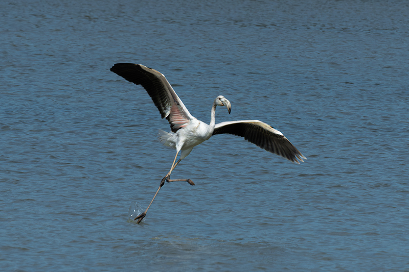Flamenc ( Phoenicopterus ruber)
