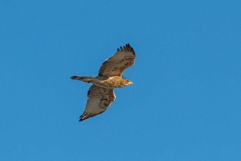 Aligot comú ( Buteo buteo )