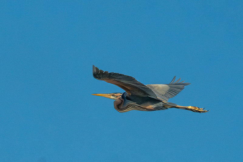 Agró roig ( Ardea purpurea )