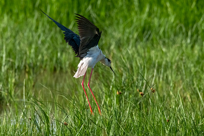 Cames llargues  ( Himantopus himantopus )