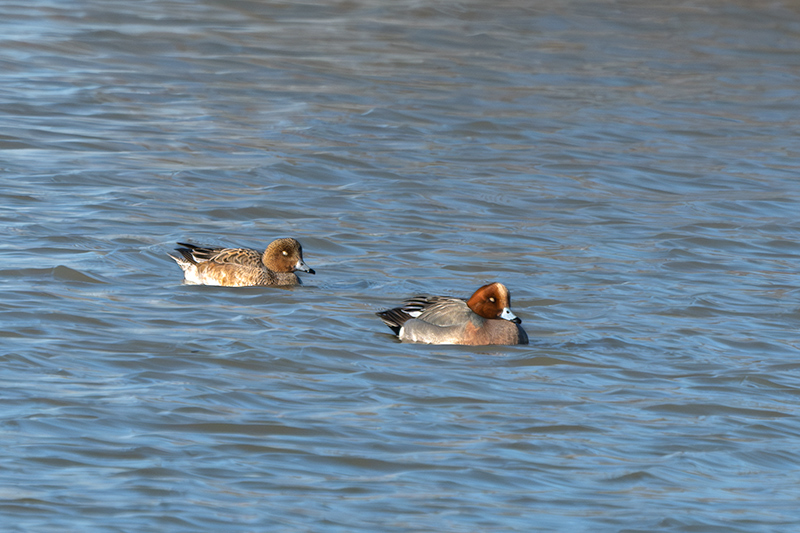 Ànec xiulador ( Anas penelope )