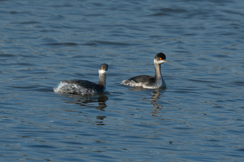 Cabussó coll-negre (Podiceps nigricollis)