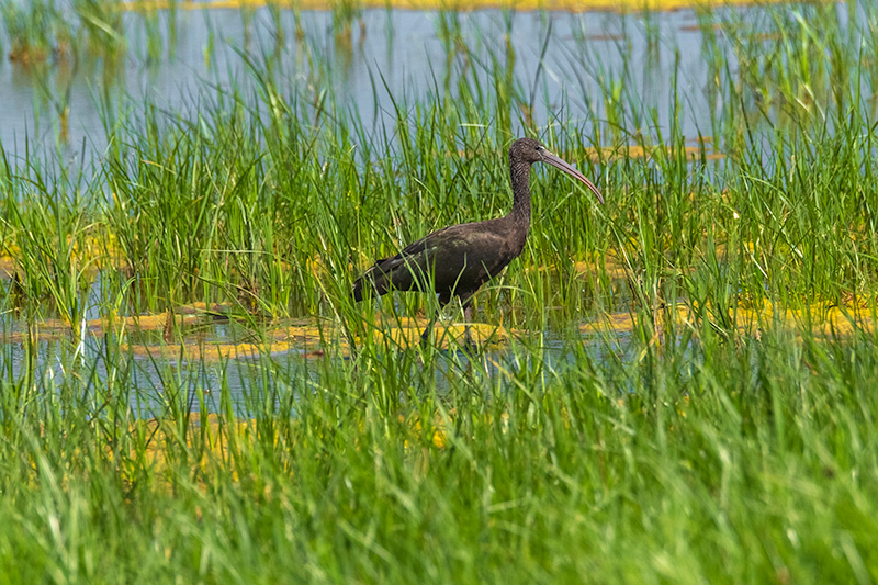 Capó reial ( Plegadis falcinellus )