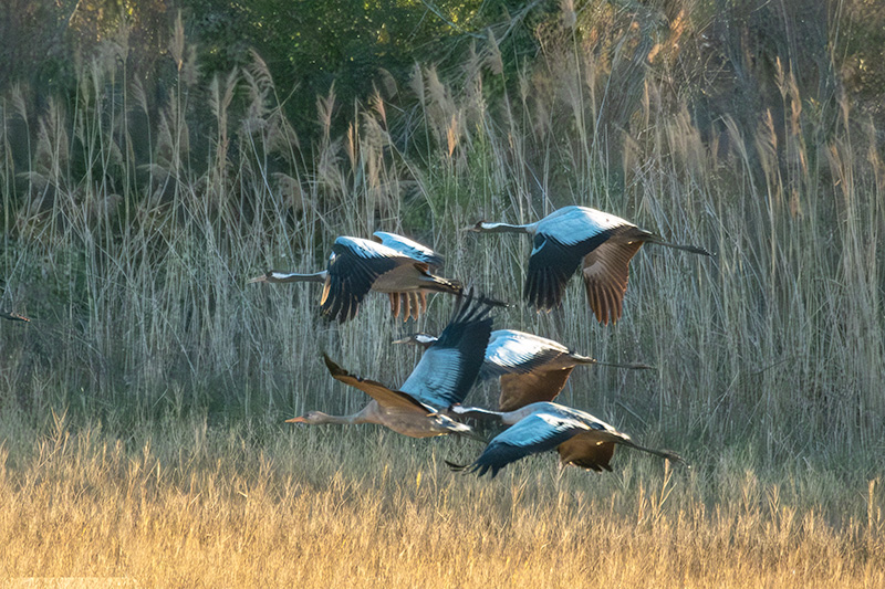 Grues ( Grus grus )