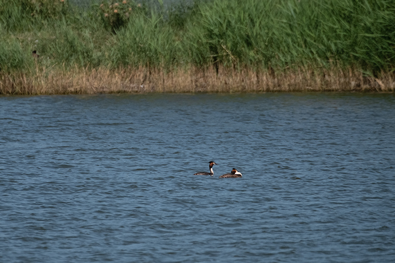 Cabussó emplomallat (Podiceps cristatus)