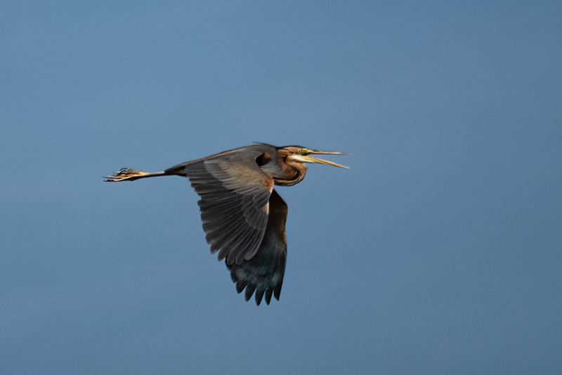 Agró roig ( Ardea purpurea )