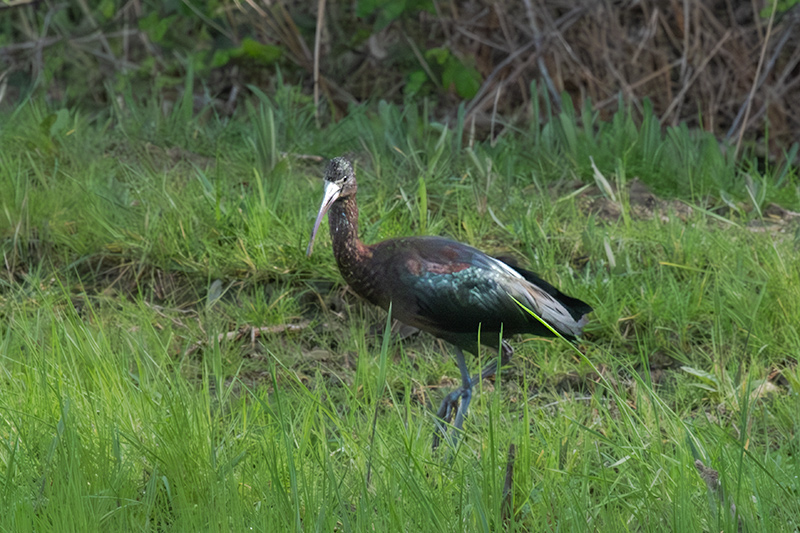 Capó reial ( Plegadis falcinellus )