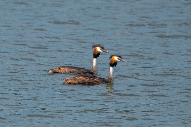 Cabussó emplomallat (Podiceps cristatus)