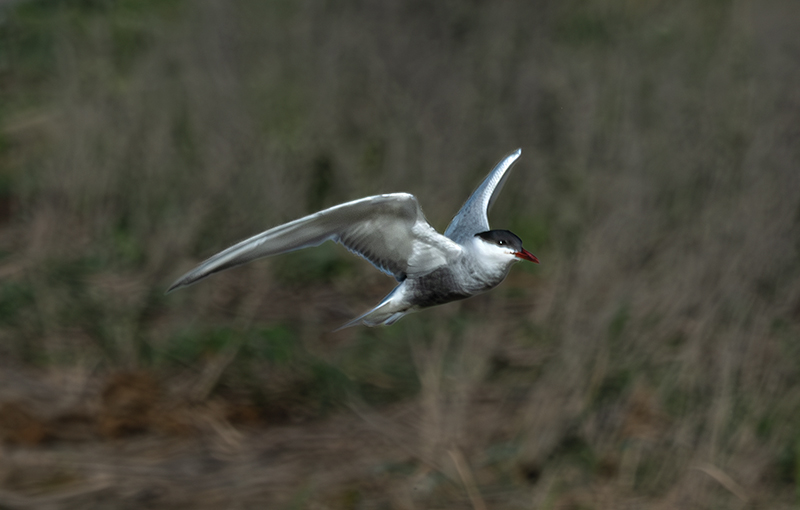 Fumarell carablanc ( Chlydonias hybridus )